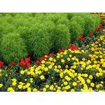red_border