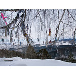 Belokur_Nature_005.jpg