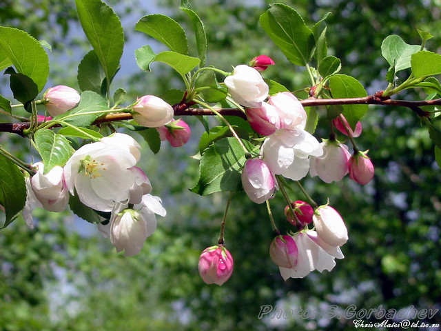 sprig(after_rain)
