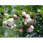 sprig(after_rain)