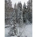 Belokur_Nature_022.jpg