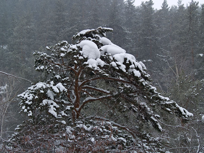 Belokur_Nature_025.jpg
