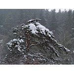 Belokur_Nature_025.jpg