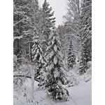 Belokur_Nature_029.jpg