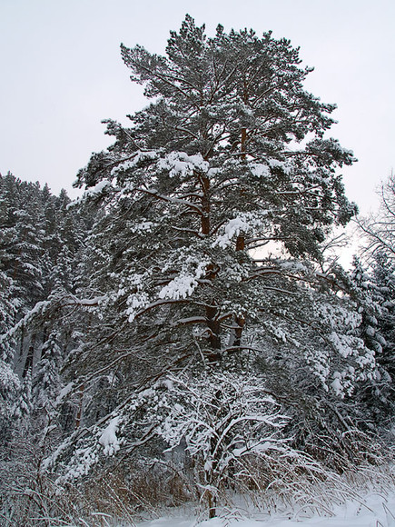 Belokur_Nature_030.jpg