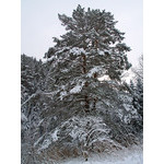 Belokur_Nature_030.jpg