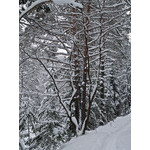 Belokur_Nature_031.jpg