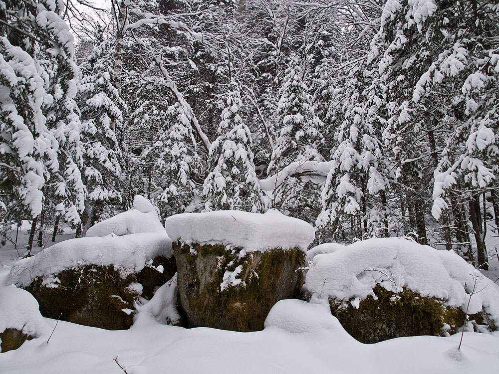 Belokur_Nature_032.jpg