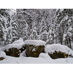 Belokur_Nature_032.jpg