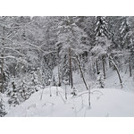 Belokur_Nature_034.jpg
