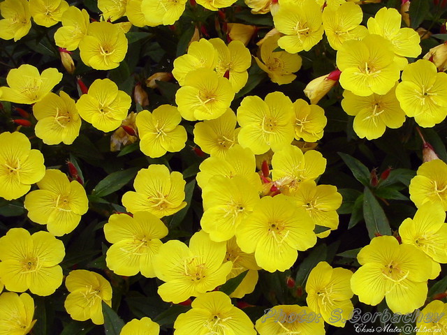 Summer(yellow)