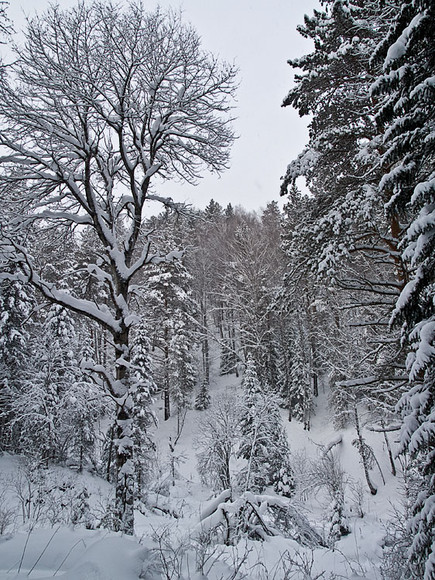 Belokur_Nature_036.jpg