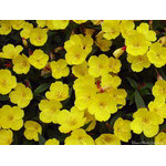 Summer(yellow)
