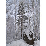 Belokur_Nature_039.jpg