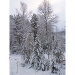 Belokur_Nature_050.jpg