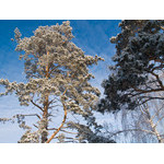 Belokur_Nature_054.jpg