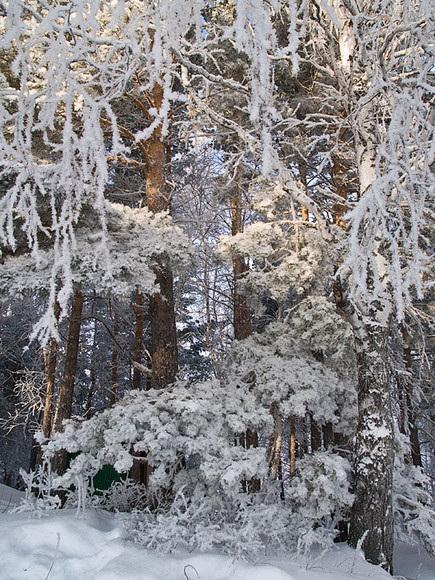 Belokur_Nature_063.jpg