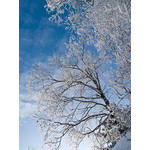 Belokur_Nature_065.jpg