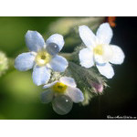 Trinity_and_drops