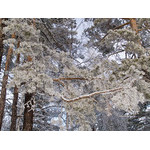 Belokur_Nature_094.jpg