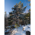 Belokur_Nature_097.jpg