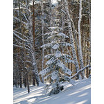 Belokur_Nature_107.jpg