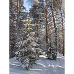 Belokur_Nature_113.jpg