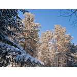 Belokur_Nature_114.jpg