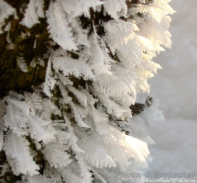detail of Father Frost's beard