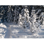 Belokur_Nature_117.jpg