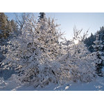 Belokur_Nature_118.jpg
