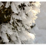 detail of Father Frost's beard