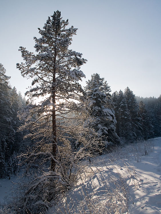 Belokur_Nature_120.jpg