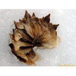 fan_at_snow