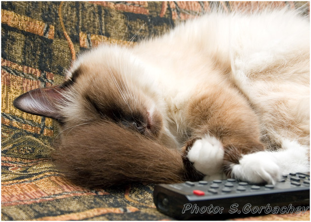have_a_nap_after_hard_work