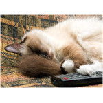 have_a_nap_after_hard_work
