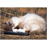 TV_at_weekend