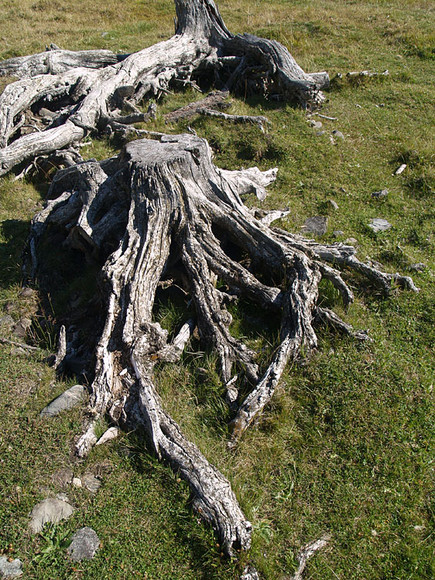 alt_2_119.jpg