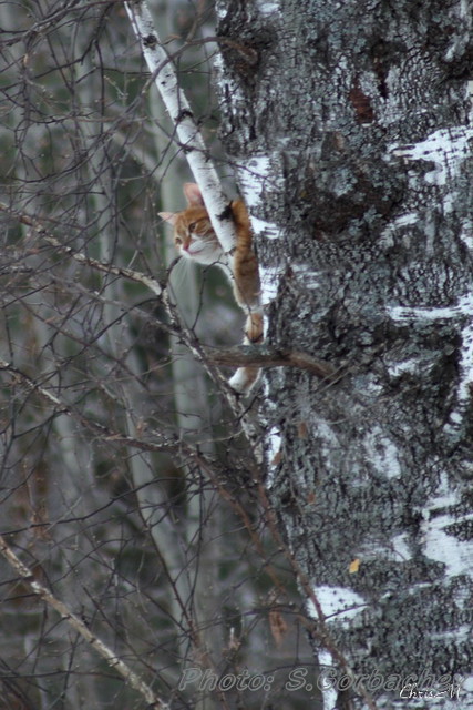 spring_hunter