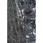 spring_hunter