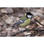 titmouse