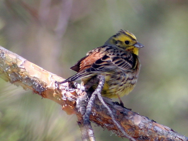 little_bird_at_twig