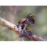 little_bird_at_twig
