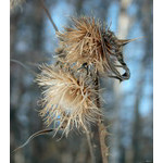 companion_portrait_