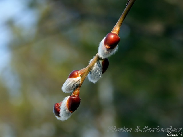 early_pussy-willow