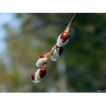 early_pussy-willow