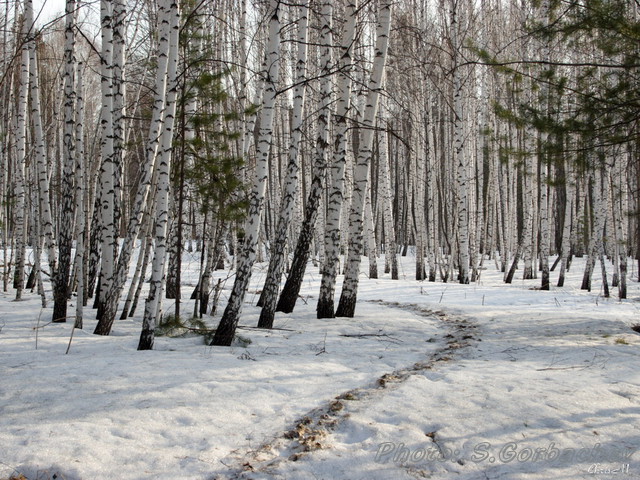 silent_(in_expectation_of_spring)