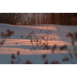 sun_054.jpg