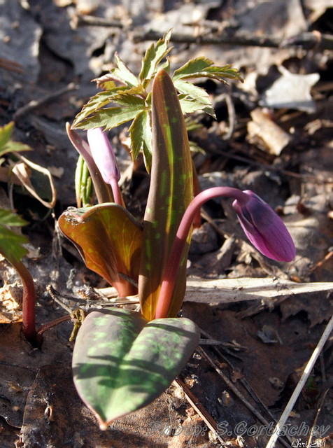 early_flower