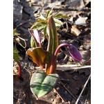 early_flower